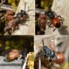 Sphecodes sp.